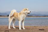 AKITA INU 164